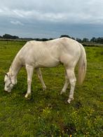 2,5 jarige paint horse hengst, Dieren en Toebehoren, Paarden, Minder dan 160 cm, Gechipt, 0 tot 2 jaar, Hengst