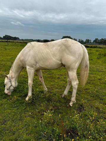2,5 jarige paint horse hengst beschikbaar voor biedingen