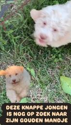 Lagotto Romagnolo pup te koop, Particulier, Rabiës (hondsdolheid), Overige rassen, 8 tot 15 weken