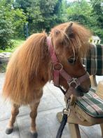 Mini Shetlander merrie te koop aangeboden, Dieren en Toebehoren, Pony's, Niet van toepassing, 0 tot 2 jaar, A pony (tot 1.17m)