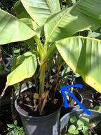 Bananen plant, Tuin en Terras, Planten | Bomen, Ophalen, Overige soorten, Minder dan 100 cm