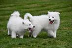 Samojeed pups te koop, Rabiës (hondsdolheid), 15 weken tot 1 jaar, Overige rassen, Buitenland