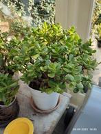 Prachtig grote  crassula of jade boom, Huis en Inrichting, Kamerplanten, Ophalen, Halfschaduw, Minder dan 100 cm