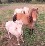 Bruine jaarling merrie shetland, Dieren en Toebehoren, Pony's, Merrie, A pony (tot 1.17m), Gechipt, 0 tot 2 jaar