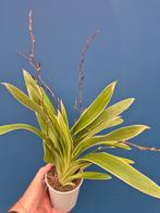 Orchidee Oncidium Mieke von Holm bontbladig p12 (2), Huis en Inrichting, Kamerplanten, Ophalen of Verzenden, Halfschaduw, Minder dan 100 cm