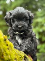 Schattige pups Boomer met Dwergpoedel! Meerdere kleuren, Poedel, Nederland, CDV (hondenziekte), 8 tot 15 weken