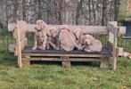 Mooie Weimaraner Pups te koop, Dieren en Toebehoren, België, Particulier, Overige rassen, 8 tot 15 weken