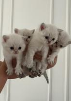 Prachtige Britse Korthaar Kittens, Meerdere dieren, Ontwormd, 0 tot 2 jaar