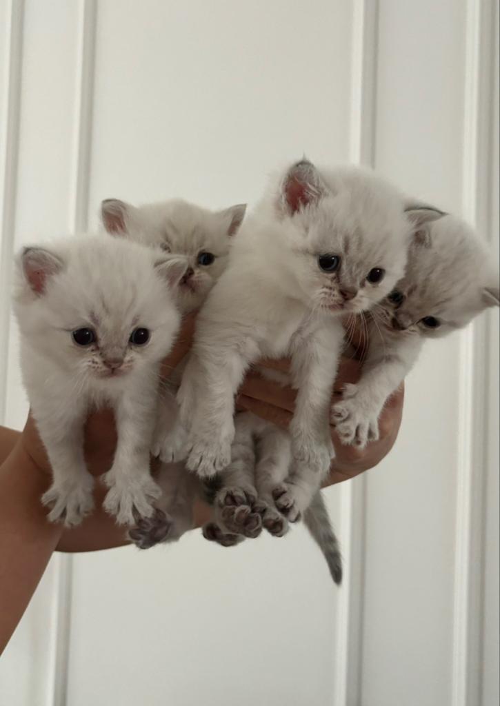 Prachtige Britse Korthaar Kittens, Dieren en Toebehoren, Katten en Kittens | Raskatten | Korthaar, Meerdere dieren, 0 tot 2 jaar