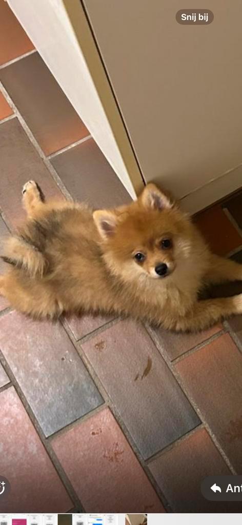 Prachtige raszuivere pomeriaantje nog 1 reutje, Dieren en Toebehoren, Honden | Poolhonden, Keeshonden en Oertypen, Meerdere dieren