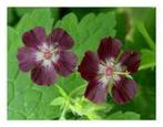 Tuinplanten Vaste planten Schaduwgeranium, Tuin en Terras, Planten | Tuinplanten, Volledige schaduw, Zomer, Vaste plant, Overige soorten