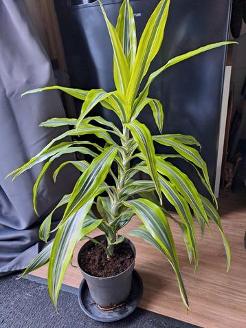 Dracaena Lemon Lime 80h mooie kamerplant OPHALEN  beschikbaar voor biedingen