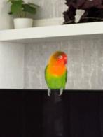 agapornissen met kooi, Mannelijk, Dwergpapegaai of Agapornis, Tam