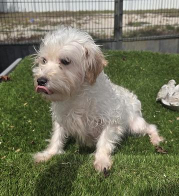 Te koop lieve maltipoo teef beschikbaar voor biedingen