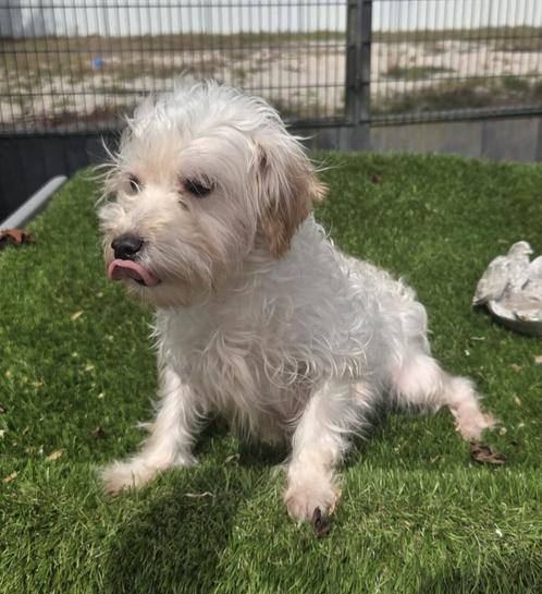 Te koop lieve maltipoo teef, Dieren en Toebehoren, Honden | Niet-rashonden, Klein, Teef, Fokker | Professioneel, Eén hond, Nederland