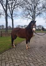 Mooie welsh pony te koop, Merrie, B pony (1.17m tot 1.27m), Met stamboom, 7 tot 10 jaar
