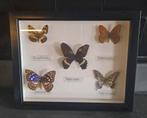 Vlinders in lijst, Ophalen, Gebruikt, Insect, Opgezet dier