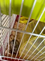 Chinees dwerghamster, Dieren en Toebehoren, Knaagdieren, Hamster, Mannelijk, Mei, Tam
