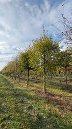 Carpinus betulus kubus op stam gekweekt, Tuin en Terras, Planten | Bomen, Ophalen of Verzenden, Bloeit niet, Volle zon, Overige soorten