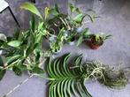 Kamerplant orchidee dendrobium Vanda ect, Huis en Inrichting, Kamerplanten, Ophalen, Overige soorten, Halfschaduw, In pot