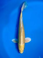 Yamabuki Ogon 28-35cm Hirasawa Japanse koi, Karper of Koi