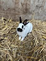 2 voedsters 2 rammen konijnen, Dieren en Toebehoren, Meerdere dieren, Groot, 0 tot 2 jaar