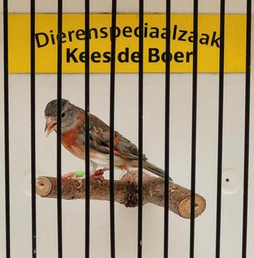 Pastel kapoetsensijs pop  beschikbaar voor biedingen