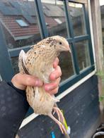 Mannetjes japanse kwartel, Dieren en Toebehoren, Vogels | Parkieten en Papegaaien, Mannelijk, Parkiet