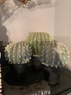 Kunst cactussen, Huis en Inrichting, Ophalen of Verzenden, Zo goed als nieuw