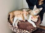 Super leuke kittens beschikbaar, Dieren en Toebehoren, Katten en Kittens | Overige Katten, Poes