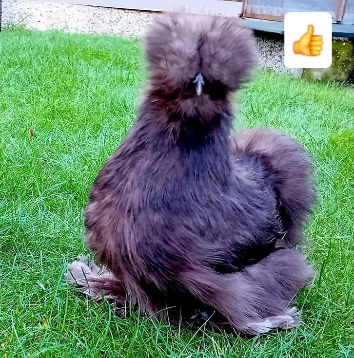 CHOCOLADE & BLAUWE/MORKOPFE & ZWARTE USA ZIJDEHOEN HENNETJES, Dieren en Toebehoren, Pluimvee, Kip, Vrouwelijk