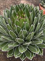 Agave Victoria -Reginae 24-27 cm doorsnede, Ophalen of Verzenden, Minder dan 100 cm, Volle zon, In pot