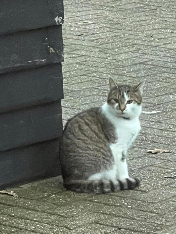 Super lieve volle jonge poezen en katers GRATIS af te halen., Dieren en Toebehoren, Katten en Kittens | Overige Katten, Geslacht onbekend