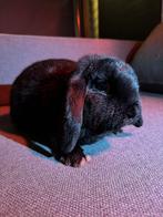 NHD, Hangoor voedster, mag gelijk verhuizen, Vrouwelijk, Dwerg, Hangoor