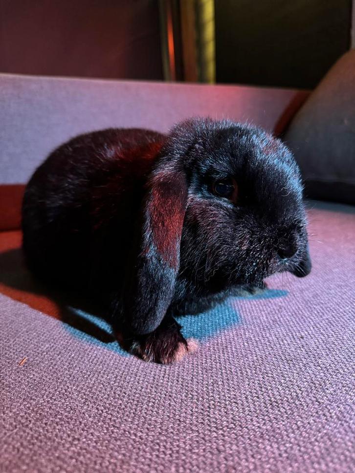 NHD, Hangoor voedster, mag gelijk verhuizen, Dieren en Toebehoren, Konijnen, Dwerg, Vrouwelijk, Hangoor