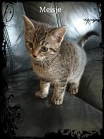 Turkse Angora X Scottish Straight Kitten ( laatste kitten ), Dieren en Toebehoren, Katten en Kittens | Overige Katten, Kortharig