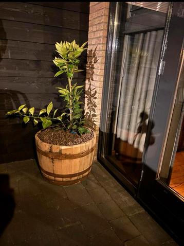 Eikenhouten bloembak beschikbaar voor biedingen