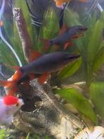 Mooi prachtig 3 grote vuurstaart labeo te koop, Vis, Zoetwatervis