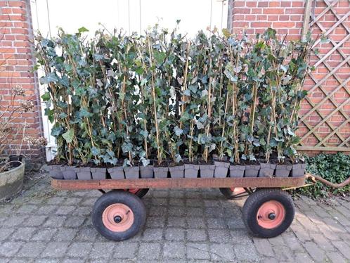 Mooie gestokte Hedera Hibernica 100/120 cm in pot!, Tuin en Terras, Planten | Tuinplanten, Klimplanten, Halfschaduw, Bloeit niet