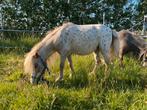 Diverse mini appaloosa paardjes, Dieren en Toebehoren, Pony's, Merrie, Niet van toepassing, A pony (tot 1.17m), Gechipt