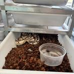 Pastel Axanthic vrouw 500G, Dieren en Toebehoren, Reptielen en Amfibieën, Slang