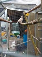 mannetjes tortelduif, Dieren en Toebehoren, Vogels | Duiven, Meerdere dieren, Overige soorten