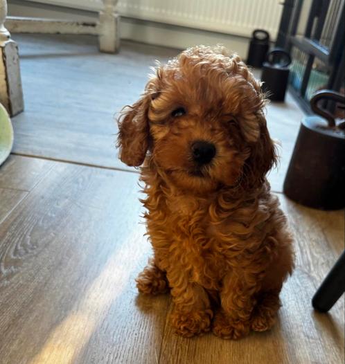Dwergpoedel reu, FCI, nl Poedel. Ver, annulering, Dieren en Toebehoren, Honden | Chihuahua's en Gezelschapshonden, Reu, Poedel