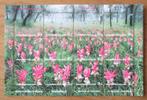Thailand, blokje Veld met Siamese tulpen, 2000, Verzenden, Postfris, Dier of Natuur