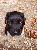 Lieve & mooie Friese stabij pups, Dieren en Toebehoren, Rabiës (hondsdolheid), 8 tot 15 weken, Meerdere, Meerdere dieren