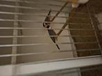 Wildkleur rijstvogels, Dieren en Toebehoren, Meerdere dieren, Kleurkanarie