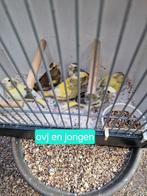 Bonte Groenlingen 2025 en ovj nog 14 stuks, Meerdere dieren, Wildzangvogel, Geringd