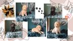 Multigen labradoodle puppies – Gezond sociaal & met paspoort, Overige rassen, CDV (hondenziekte), 8 tot 15 weken, Meerdere