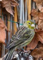 Mooie kanarie man, Dieren en Toebehoren, Vogels | Overige Vogels, Mannelijk, Wildzangvogel, Geringd