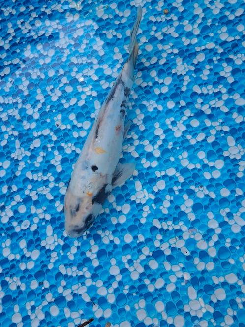 Koi Karpers te koop!!, Dieren en Toebehoren, Vissen | Vijvervissen, Karper of Koi